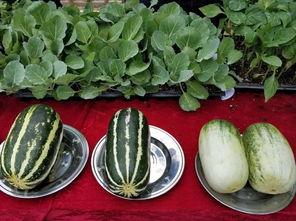 娱乐吃瓜图片高清壁纸